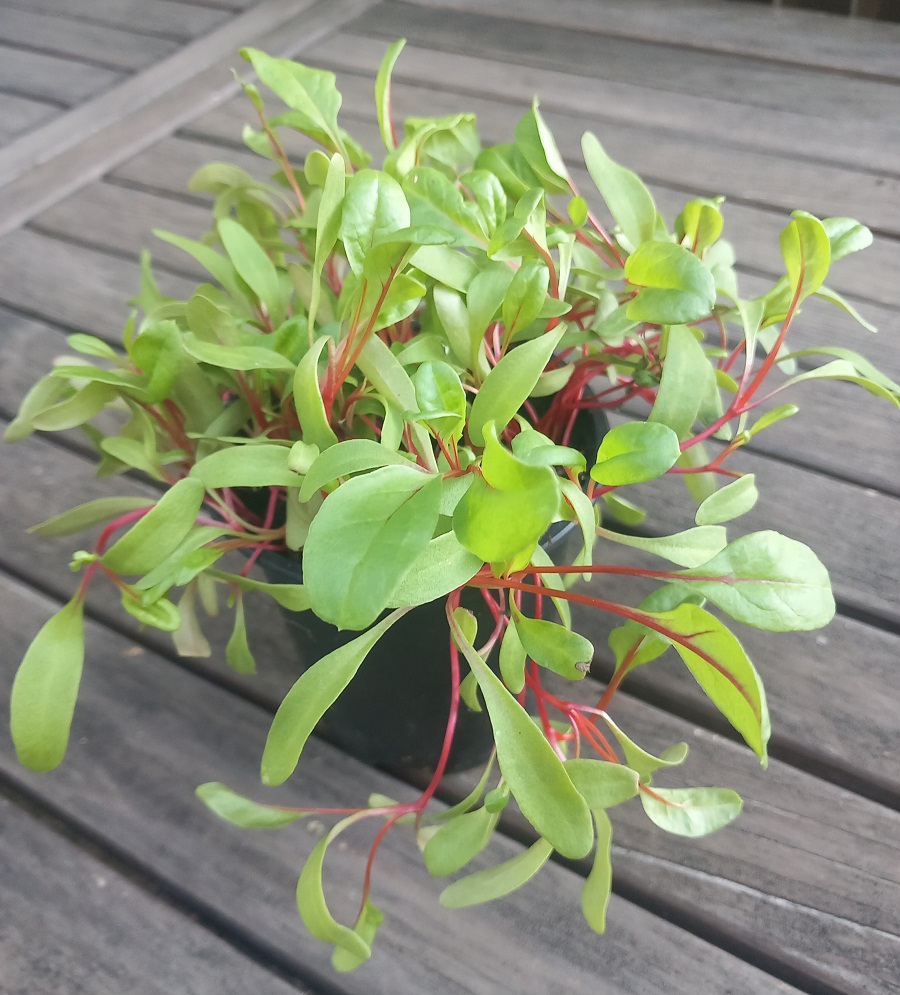 Mangold červený, Red chard semená na mikrozeleninu 100 g